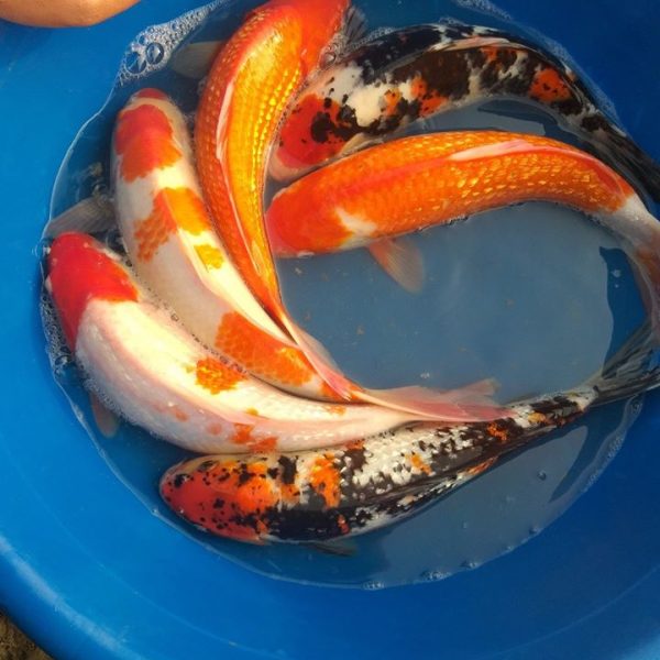 Cá Koi 1-5 con/kg