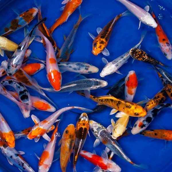 Cá Koi 15-20 con/kg