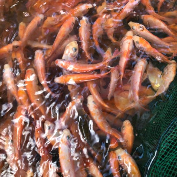 Cá Diêu Hồng Giống