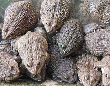 Ếch Thái giống