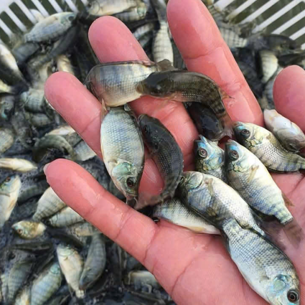 cá rô phi đơn tính