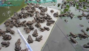 Hướng dẫn cách chọn ếch giống khỏe mạnh cho bà con
