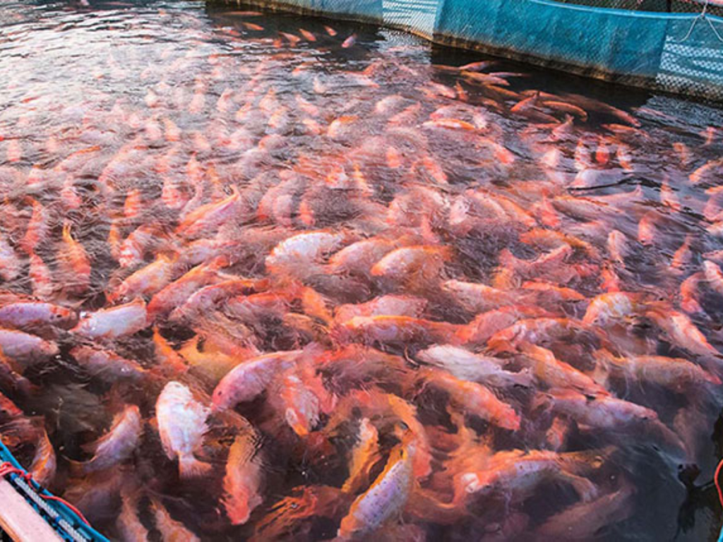 Cách chọn thức ăn cho cá diêu hồng