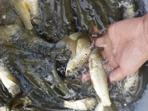 Cá trắm cỏ có dễ nuôi không? Tìm hiểu ngay