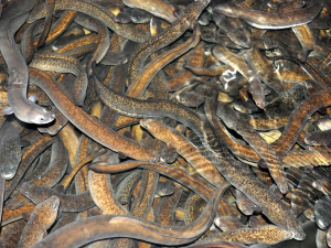 Kỹ thuật nuôi cá chình trong bể xi măng bà con cần nắm